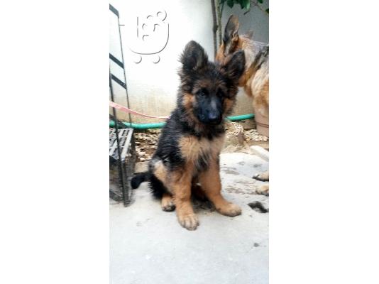 Πωλείται Γερμανικός Ποιμενικός